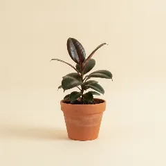 Ficus