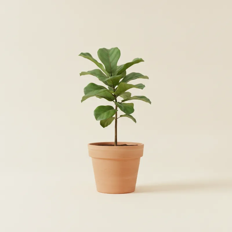Ficus — Ficus lyrata (illustratie)