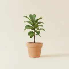 Ficus
