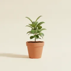 Ficus