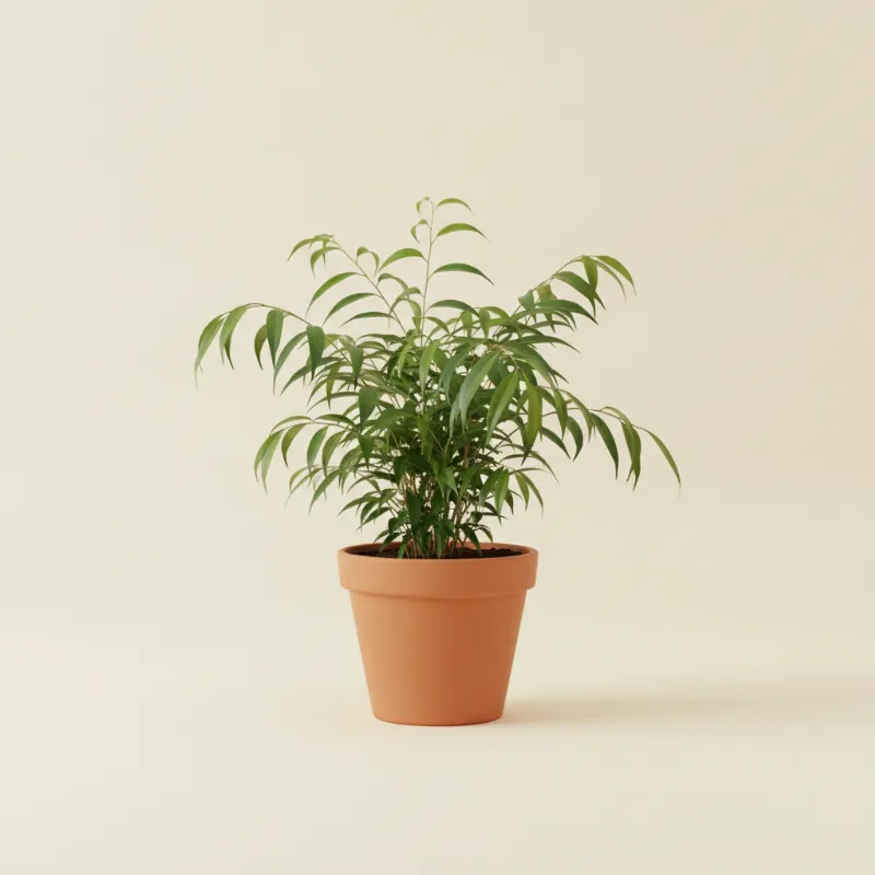 Ficus — Ficus binnendijkii 'Alii' (illustratie)