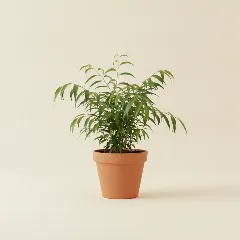 Ficus