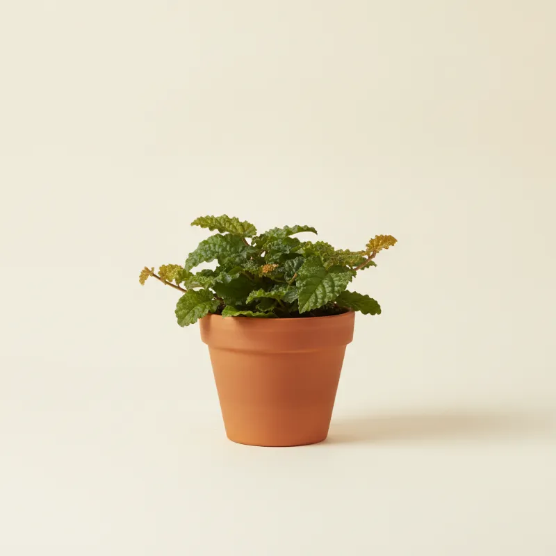 Ficus — Ficus pumila (illustratie)