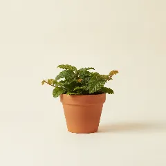 Ficus
