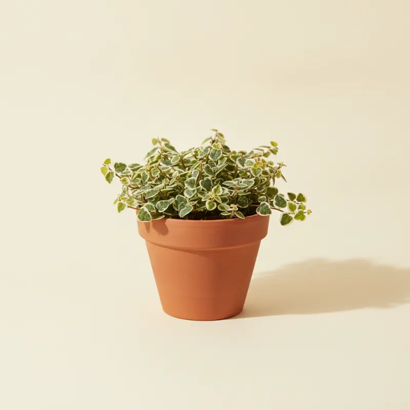 Ficus — Ficus pumila 'White Sunny' (illustratie)