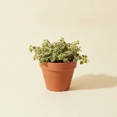 Ficus