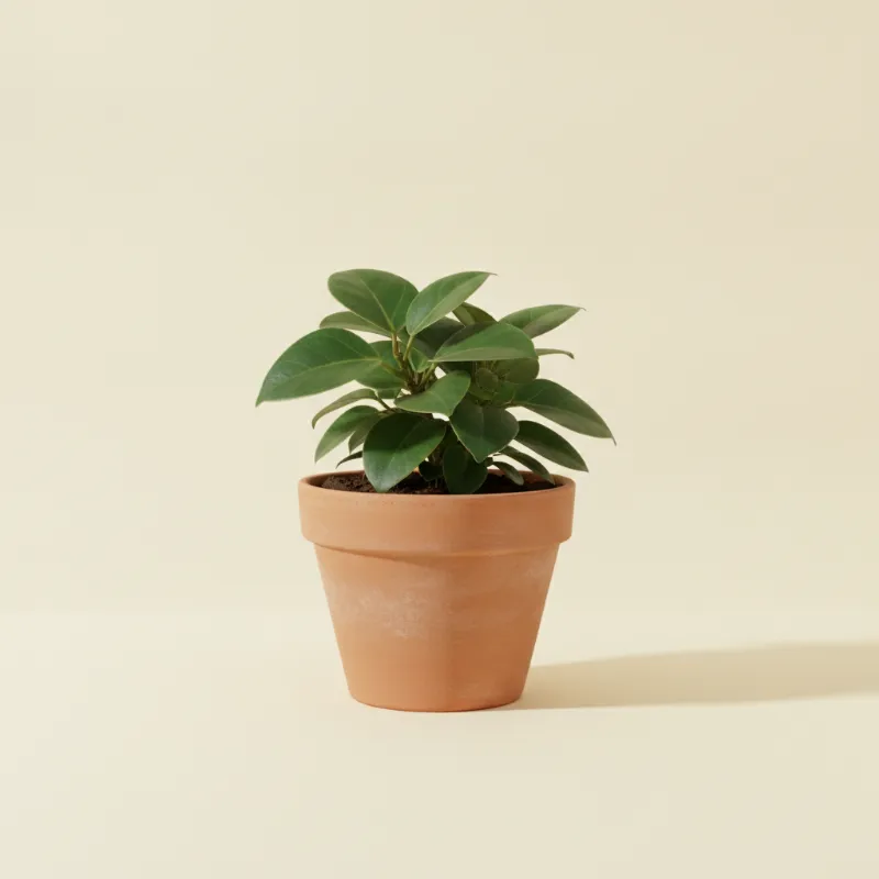 Ficus — Ficus triangularis (illustratie)