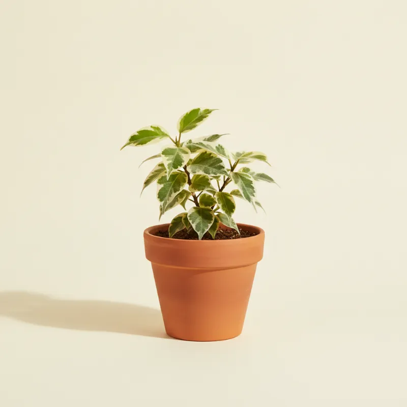 Ficus — Ficus triangularis 'Variegata' (illustratie)