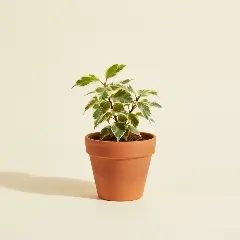 Ficus