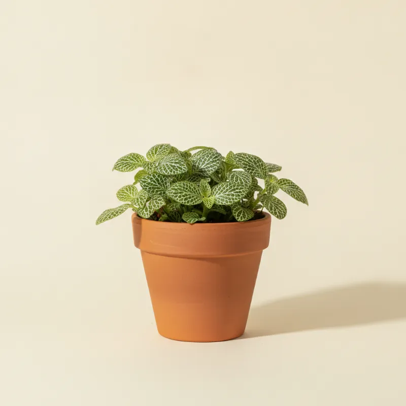 Mozaïekplant — Fittonia albivenis (illustratie)