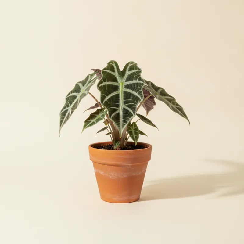 Olifantsoor — Alocasia 'Polly' (illustratie)