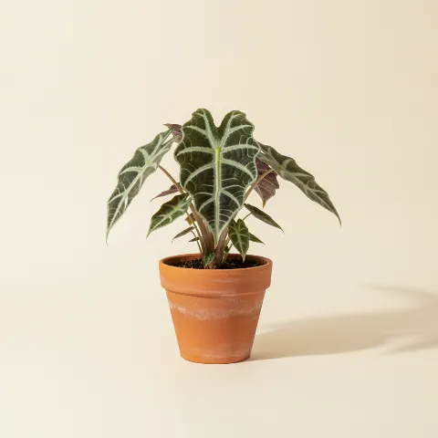 Olifantsoor β Alocasia 'Polly' (illustratie)