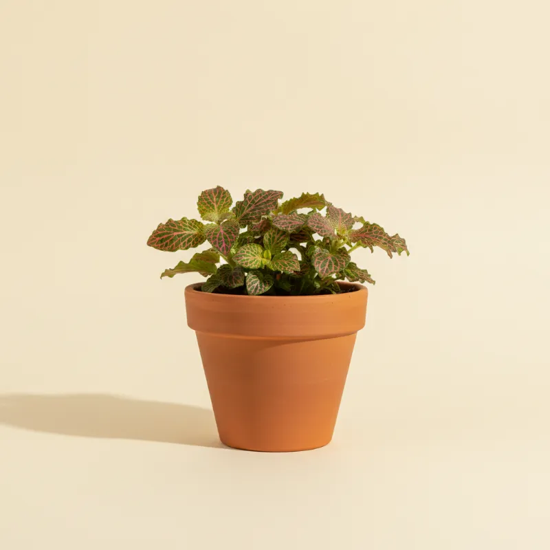 Mozaïekplant — Fittonia 'Red Anne' (illustratie)