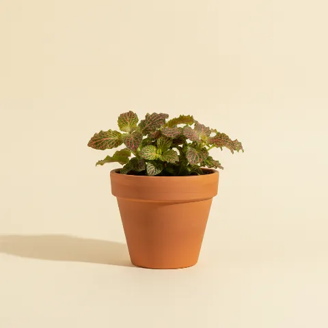 Mozaïekplant