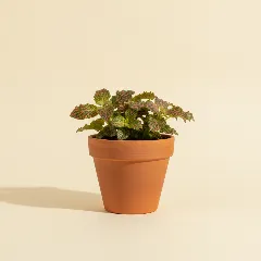 Mozaïekplant