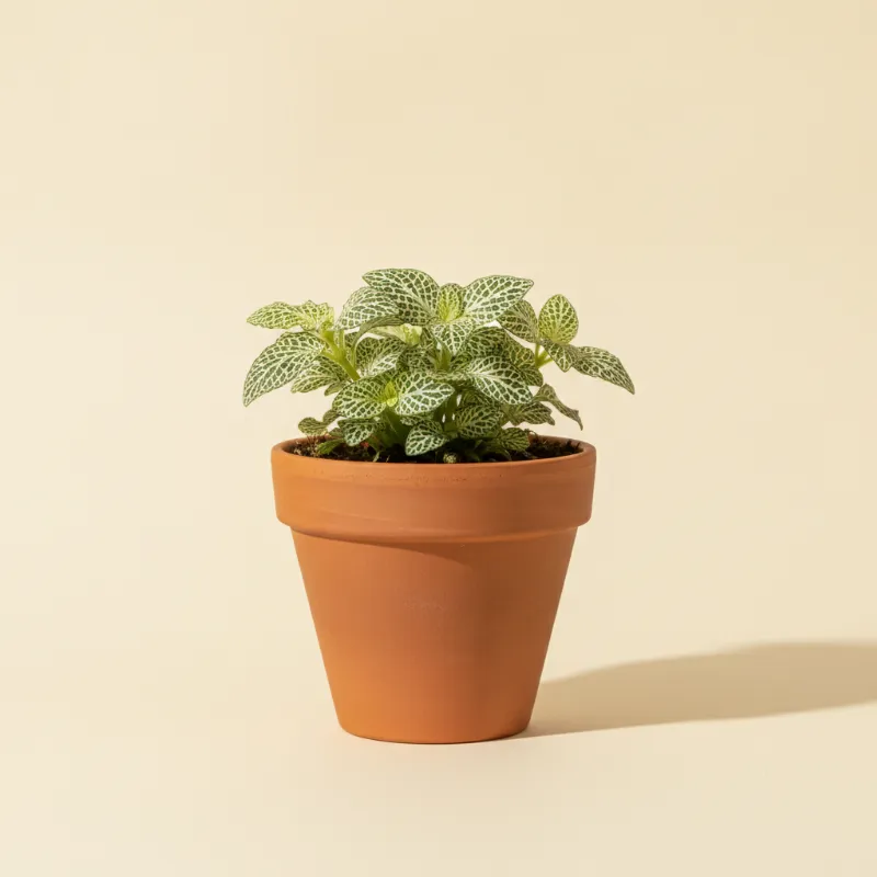 Mozaïekplant — Fittonia 'Skeleton' (illustratie)
