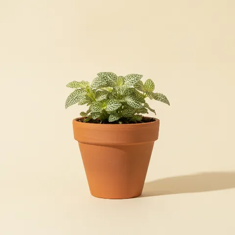 Mozaïekplant