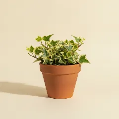 Klimop