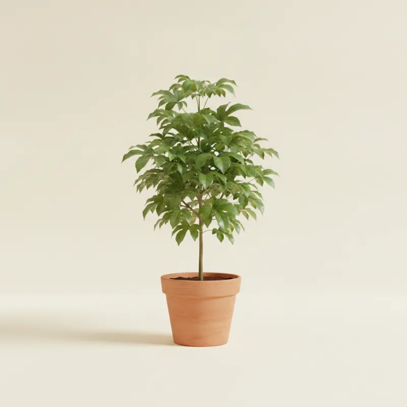 Heteropanax fragrans (illustratie)