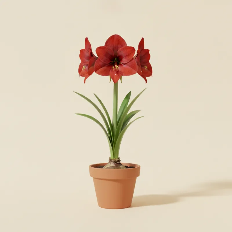 Ridderster — Hippeastrum 'Red Lion' (illustratie)