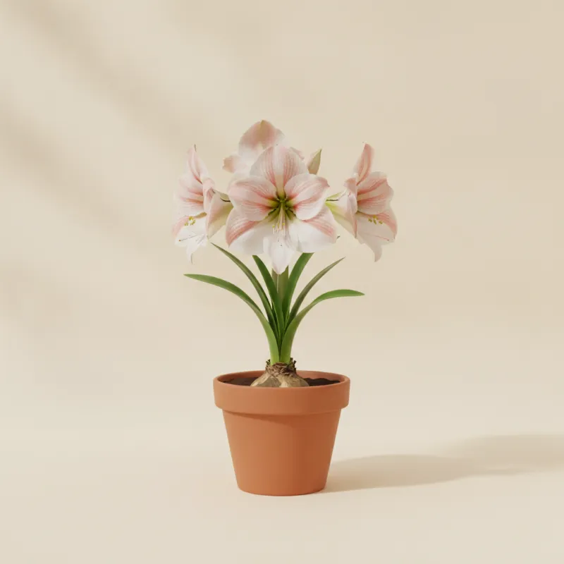 Ridderster — Hippeastrum 'Apple Blossom' (illustratie)
