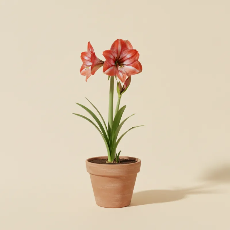 Ridderster — Hippeastrum 'Minerva' (illustratie)