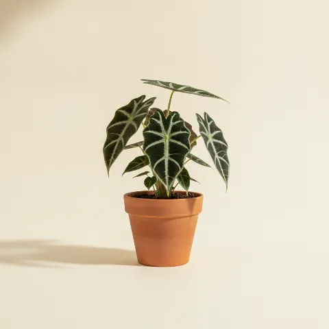 Olifantsoor β Alocasia 'Frydek' (illustratie)