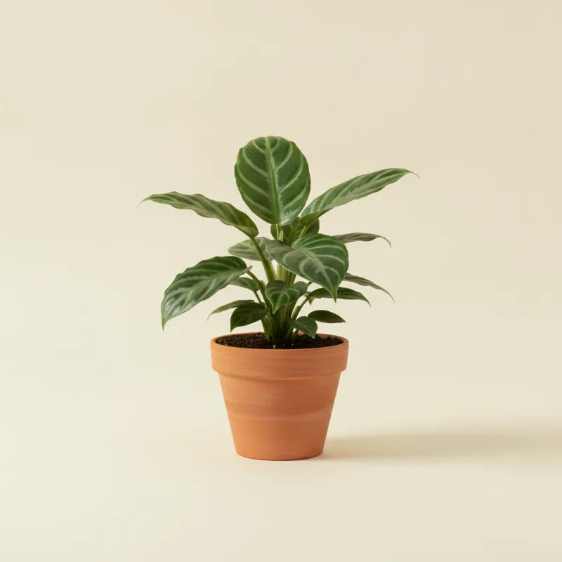 Homalomena — Homalomena 'Maggy' (illustratie)