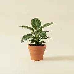 Homalomena