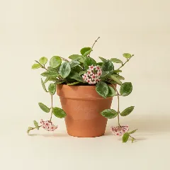 Wasbloem