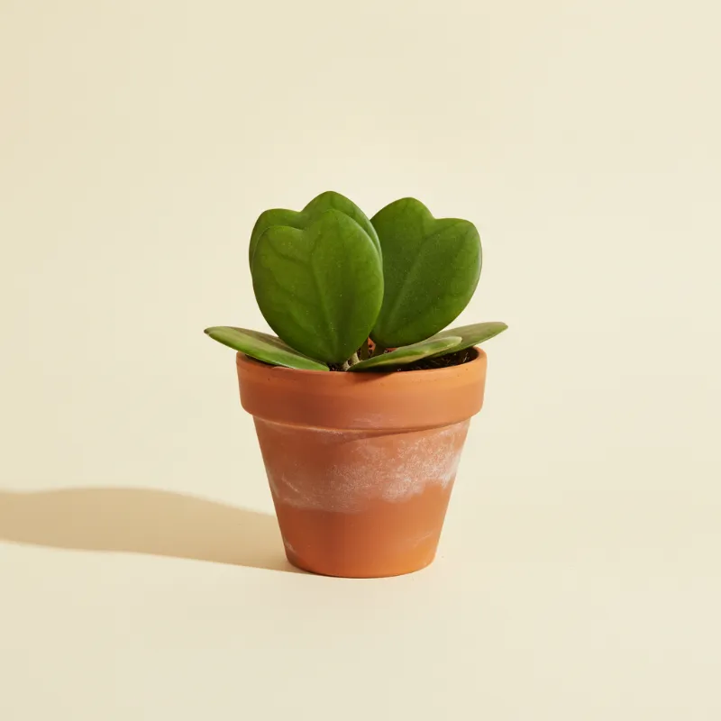 Wasbloem — Hoya kerrii (illustratie)
