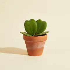 Wasbloem