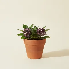 Wasbloem