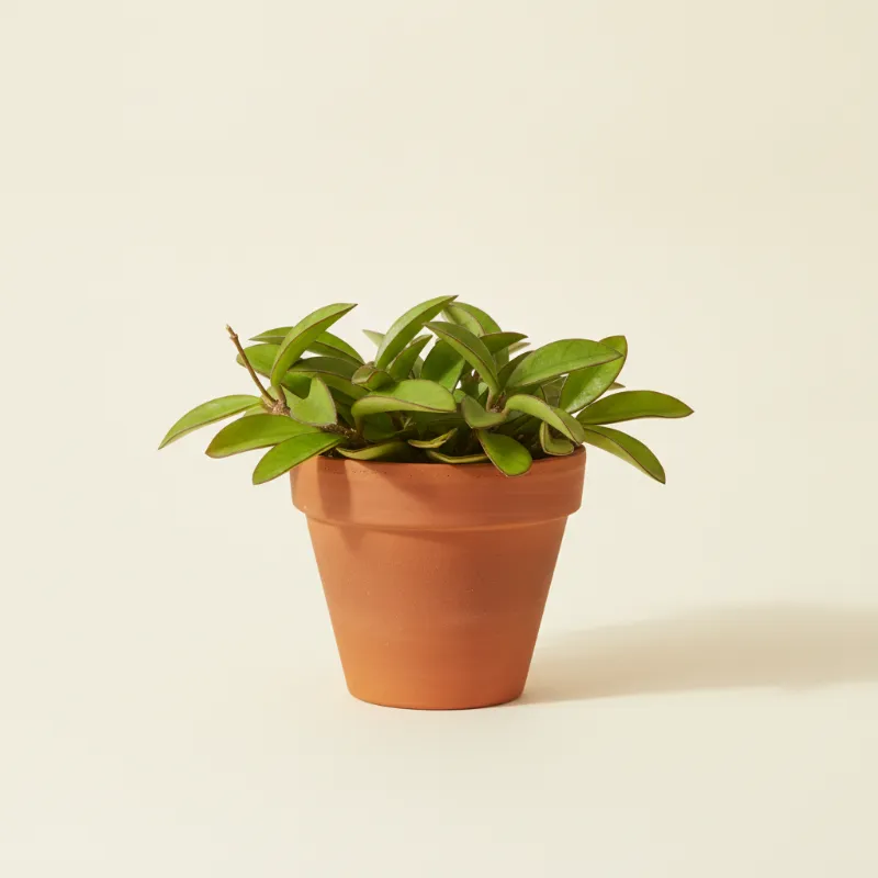 Wasbloem — Hoya wayetii (illustratie)