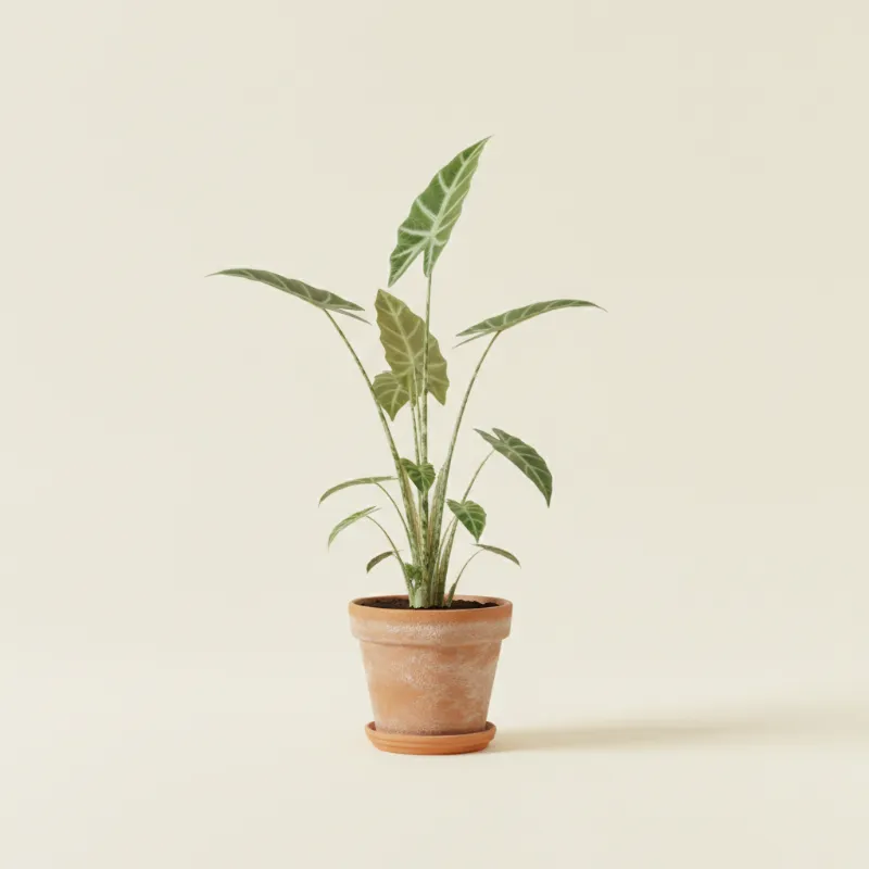 Olifantsoor — Alocasia zebrina (illustratie)
