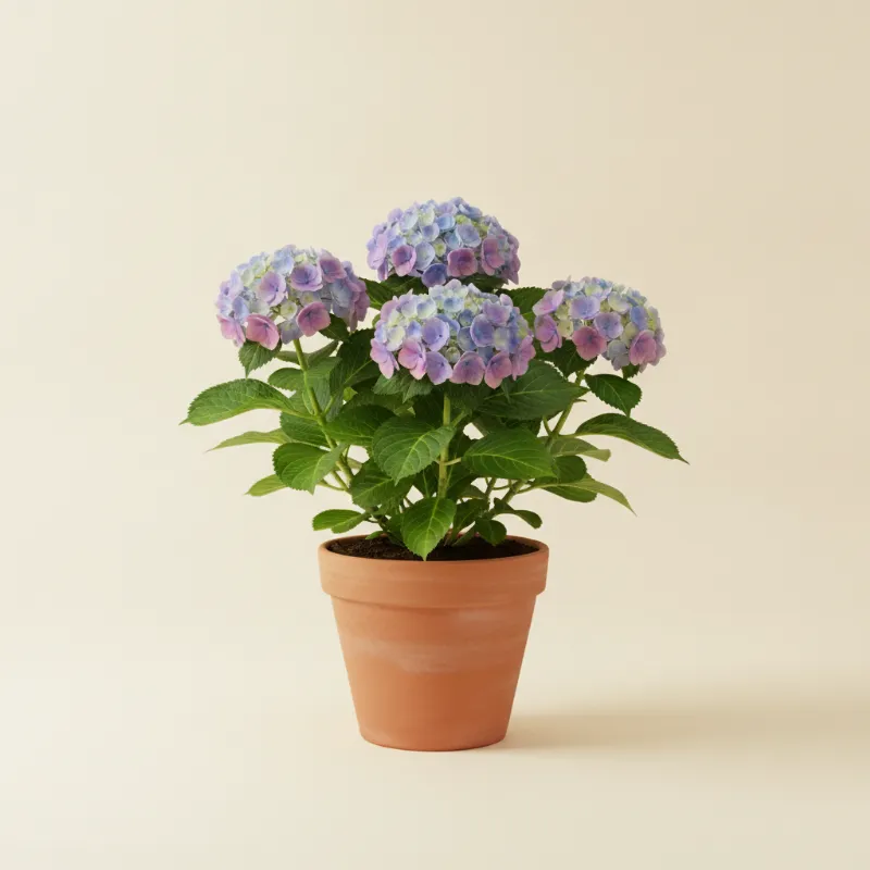 Hortensia — Hydrangea macrophylla (illustratie)