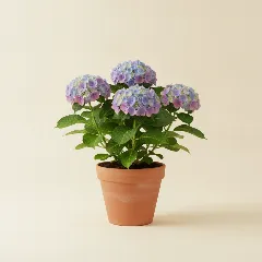 Hortensia
