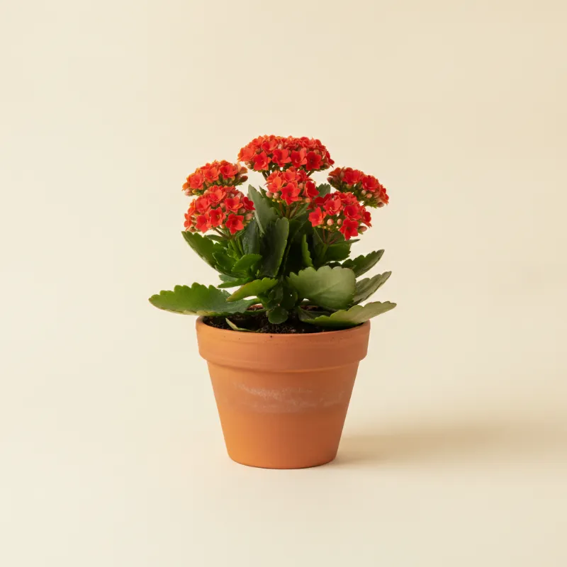 Kalanchoë — Kalanchoe blossfeldiana (illustratie)