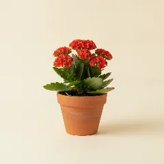 Kalanchoë