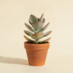 Kalanchoë
