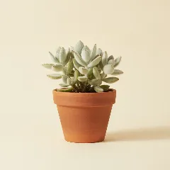 Kalanchoë