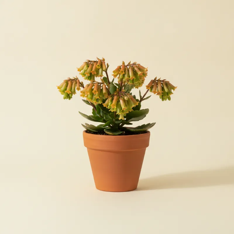 Kalanchoë — Kalanchoe 'Magic Bells' (illustratie)
