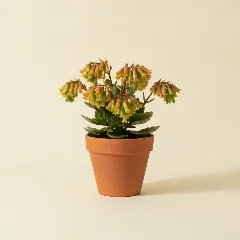 Kalanchoë