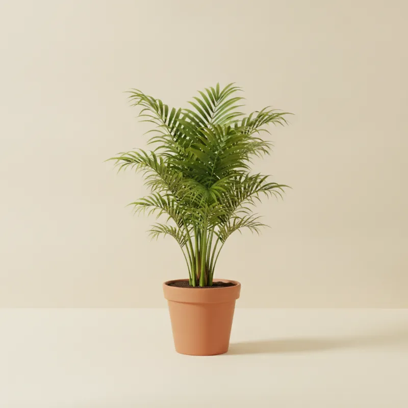 Kentia palm — Howea forsteriana (illustratie)