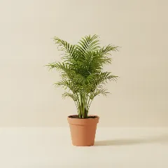 Kentia palm