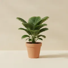 Waaierpalm