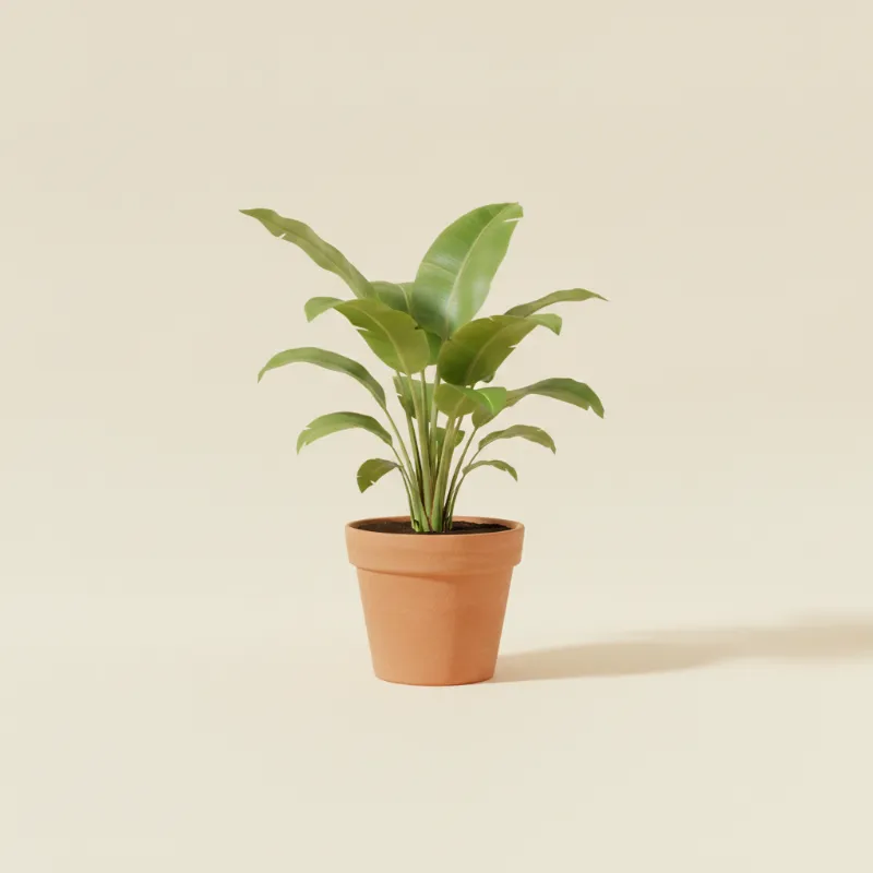 Waaierpalm — Livistona rotundifolia (illustratie)