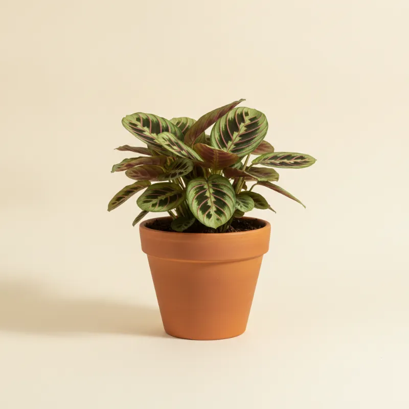 Gebedsplant — Maranta leuconeura (illustratie)