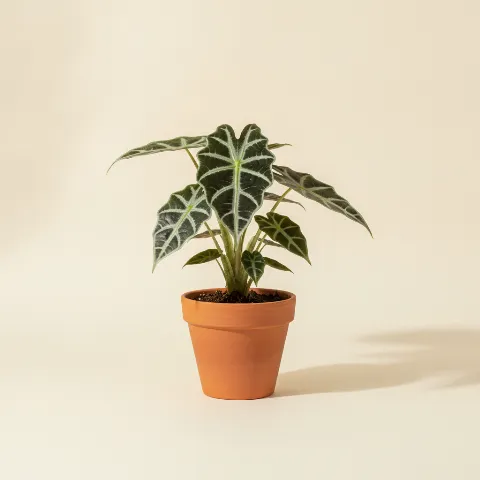 Olifantsoor β Alocasia 'Black Zebrina' (illustratie)