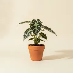 Olifantsoor